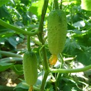 關(guān)于農(nóng)藥殘留檢測(cè)儀的檢測(cè)方法介紹